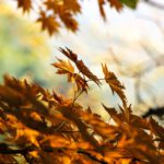 Vom Sommer zum Herbst: Emotionale Übergänge im Gartenleben