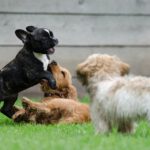 Welche 10 Gründe sprechen für einen Hund als Haustier?